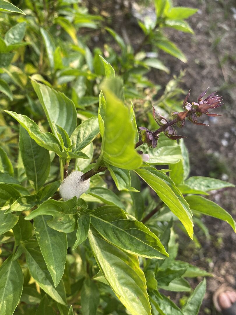 是否是某種生物的卵?