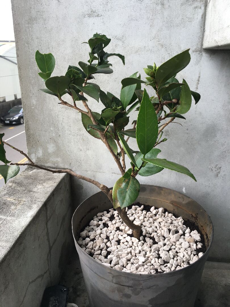 這是甚麼植物