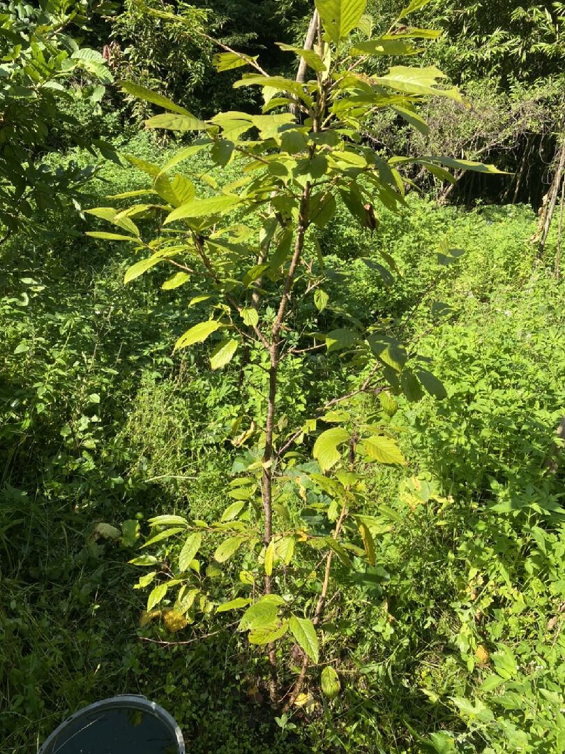 櫻花樹整顆都變黃，樹頭好像有蛀蟲?