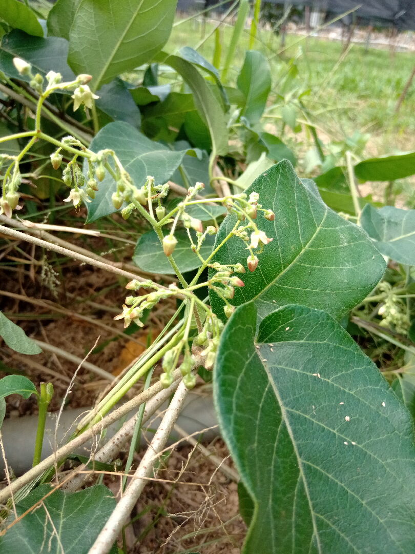 有種植一種攀藤類的植物