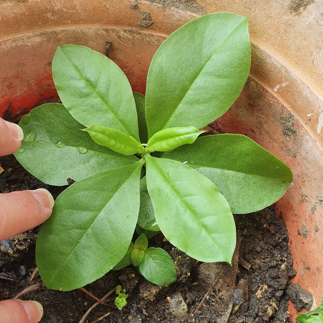 請問植物名稱？