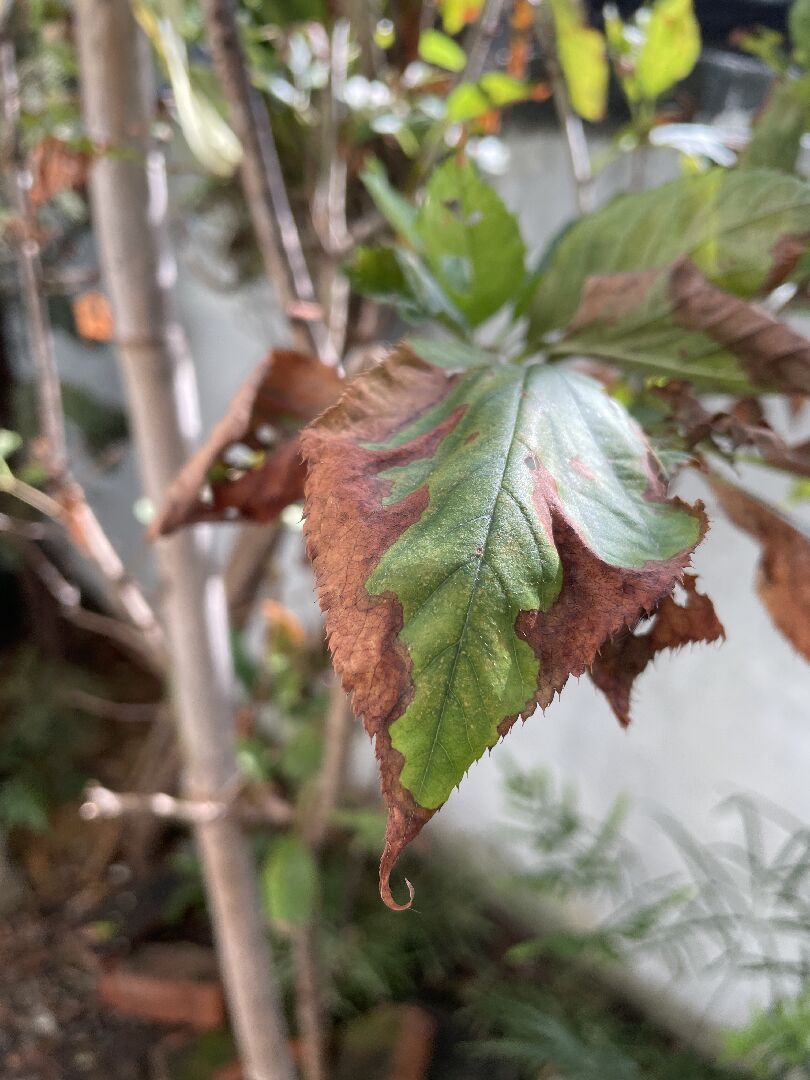 櫻花樹葉枯萎 樹ㄓ乾枯