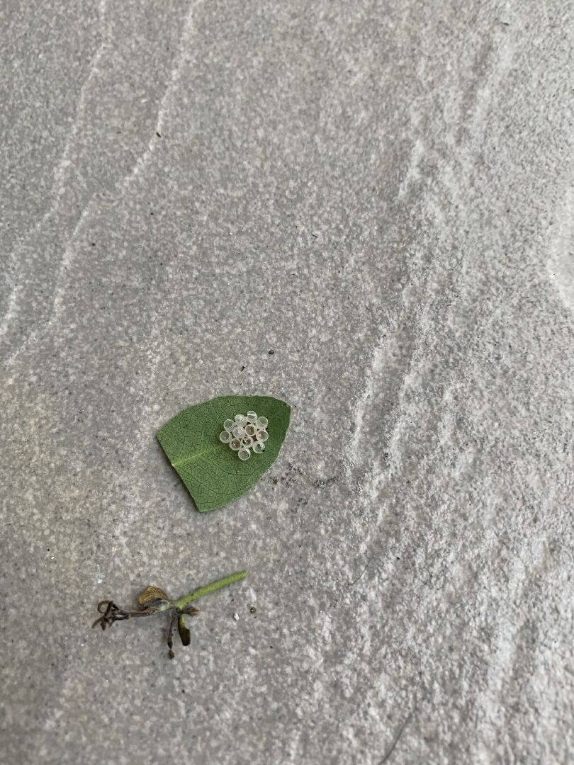 小尖葉尤加利葉末端枯萎新芽末端也越來越多枯萎