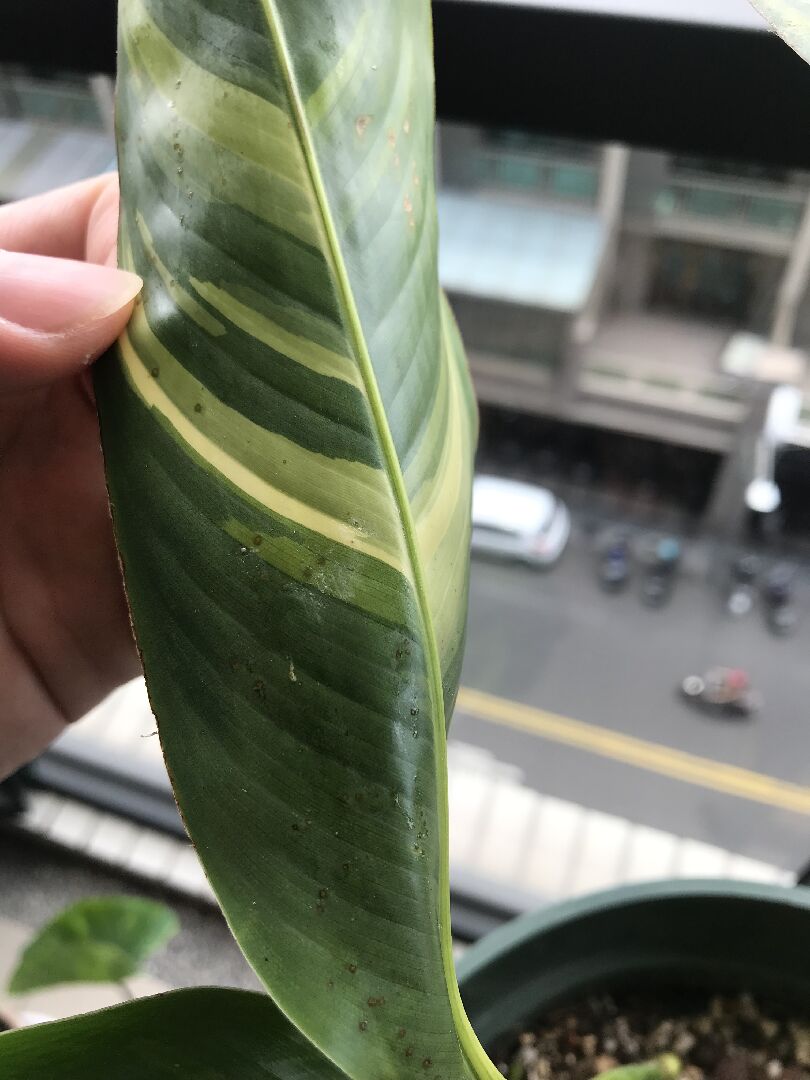 斑葉鳥蕉葉子會有黑點