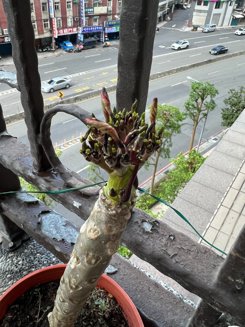 雞蛋花花苞沒開花就凋謝了