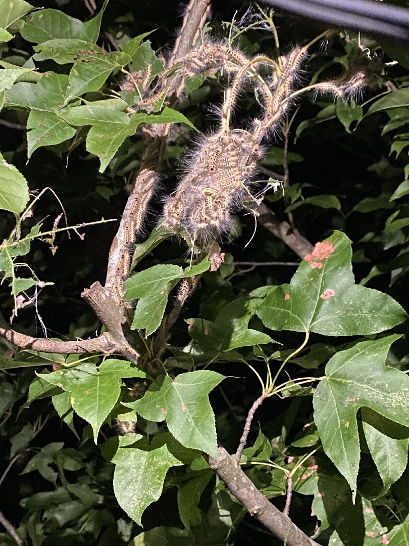 請問這種毛毛蟲會變成什麼呢？謝謝