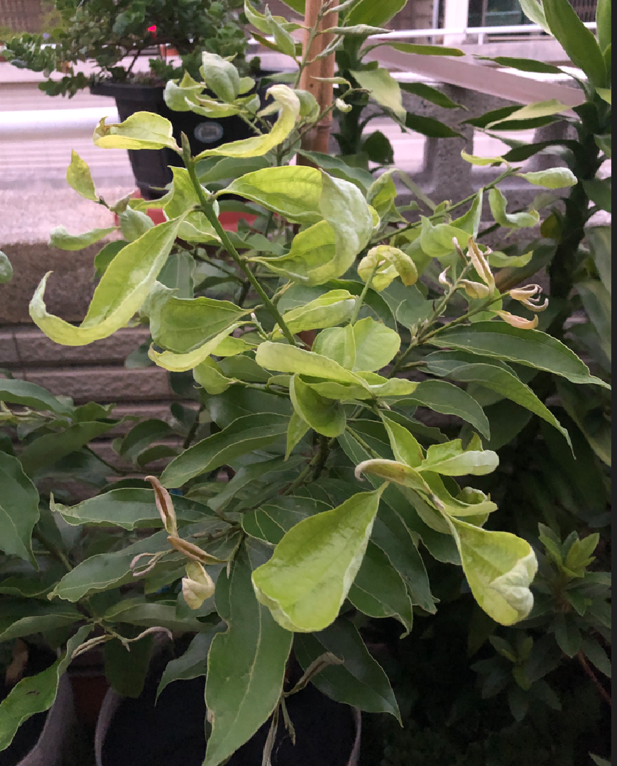 土肉桂新葉異狀