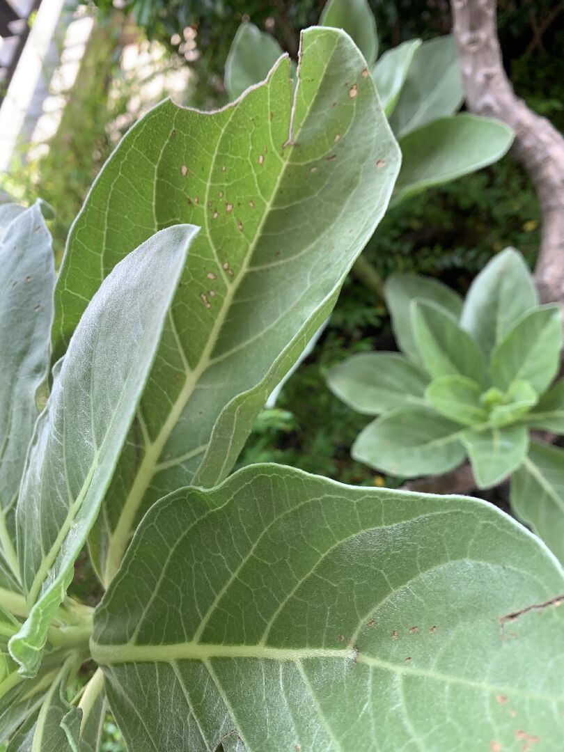 請問白水木葉子有洞