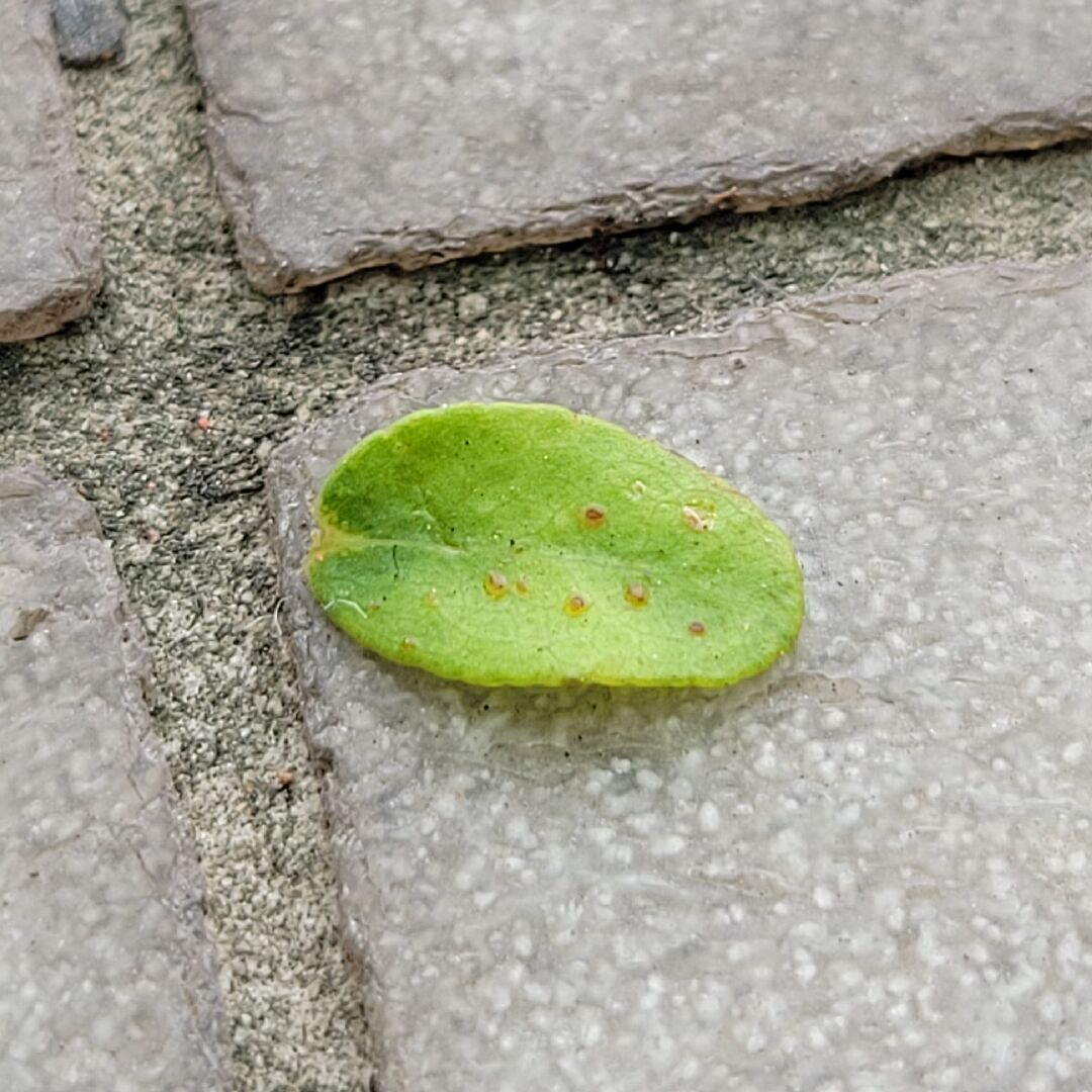 尤加利葉子上會出現銹點