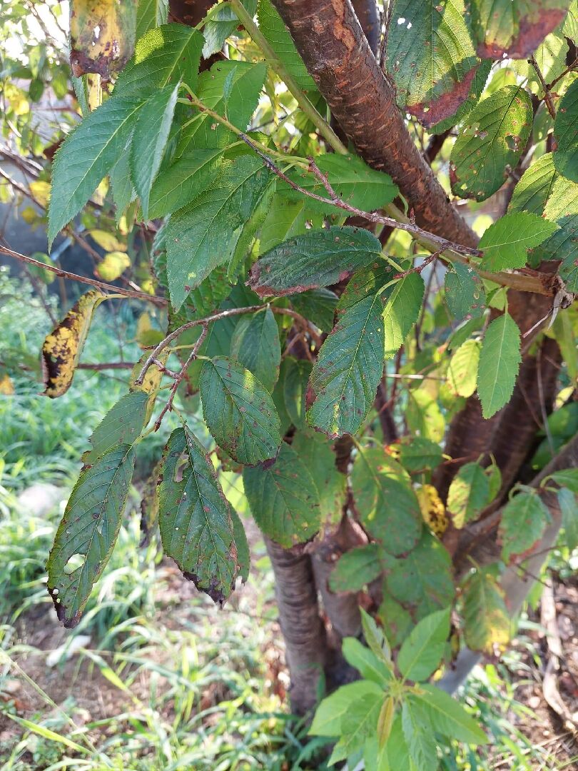 請問櫻花樹葉子這樣正常嗎？還是生病了