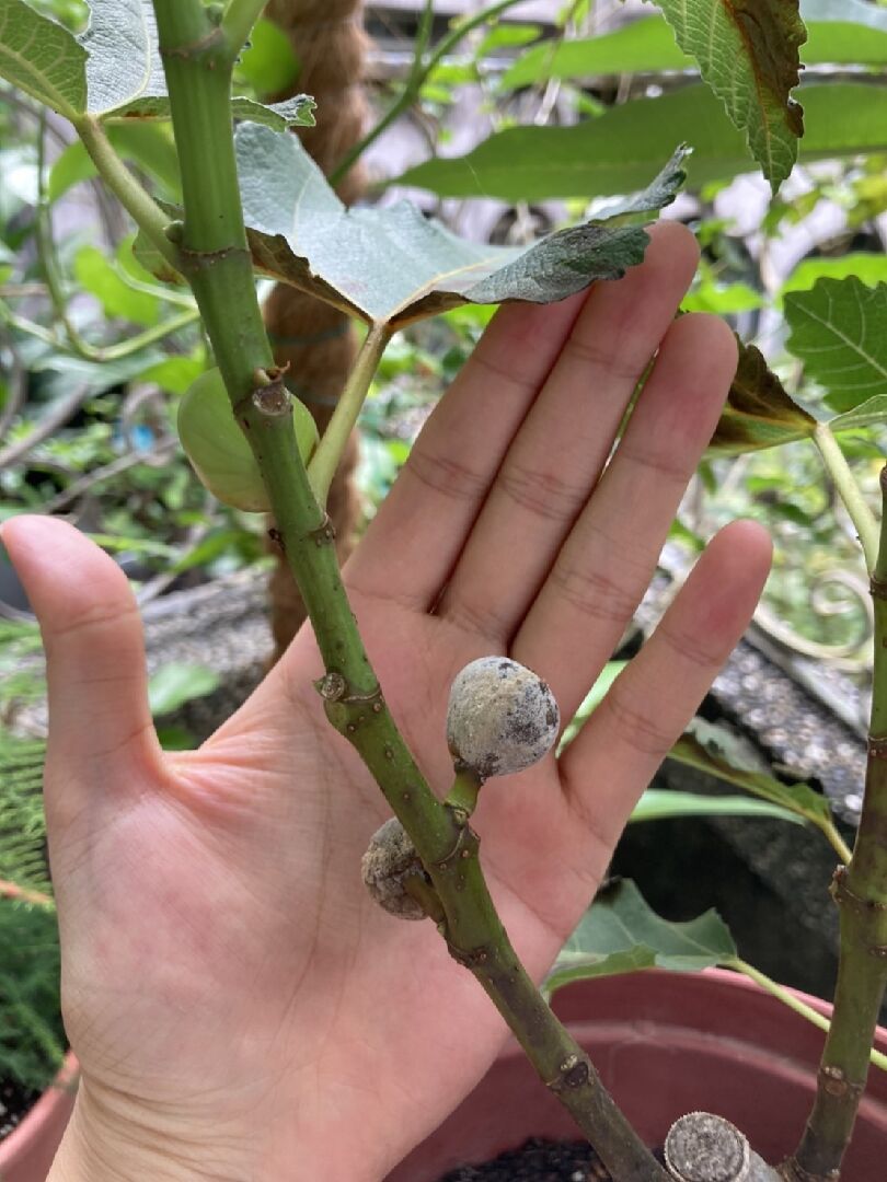 無花果葉片及果實發黑