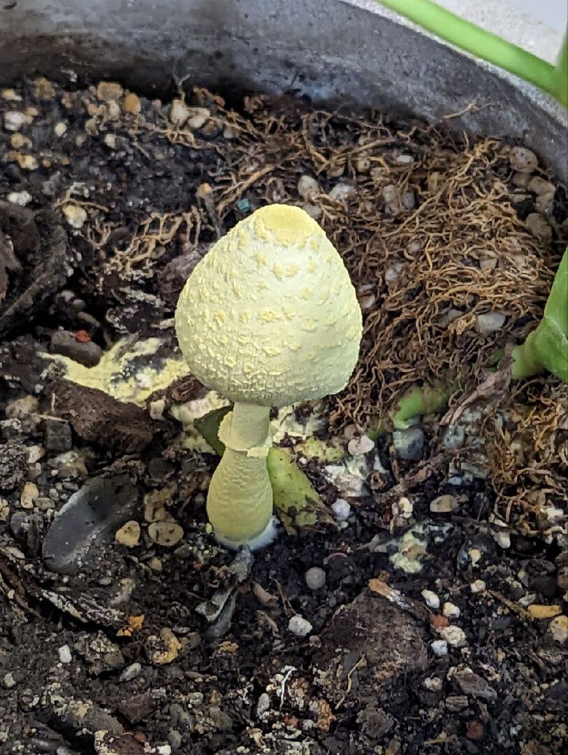 家裡盆栽長香菇了不知道有沒有毒