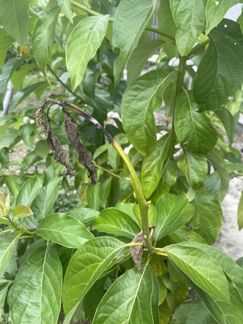 酪梨樹部分分枝芽頂端枯萎