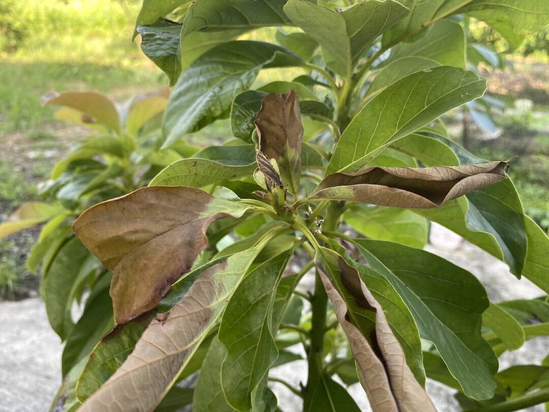 酪梨樹部分分枝芽頂端枯萎