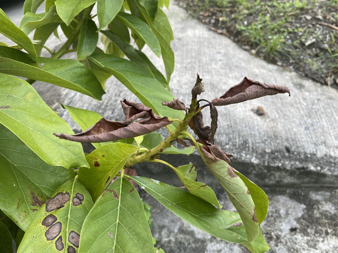 酪梨樹部分分枝芽頂端枯萎