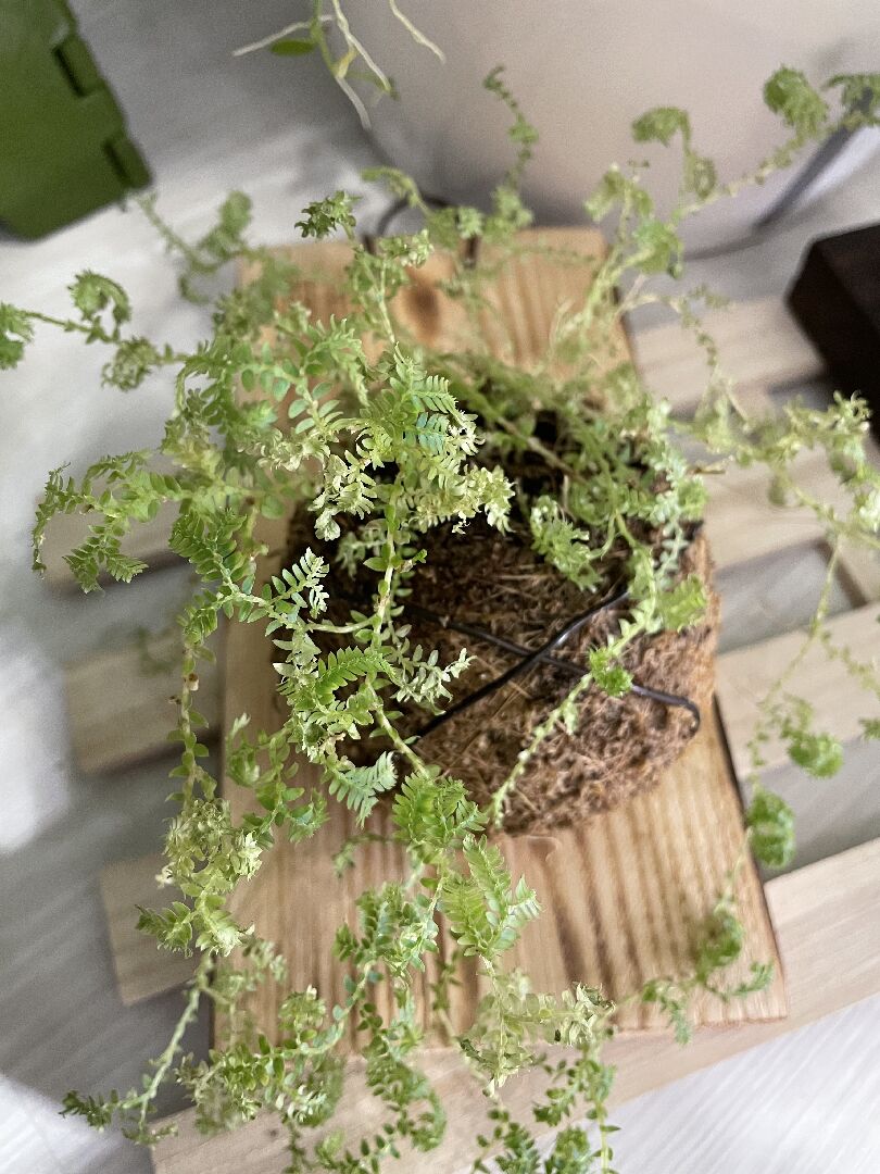 藍地柏（藍草）葉片變軟、植株漸漸變黃