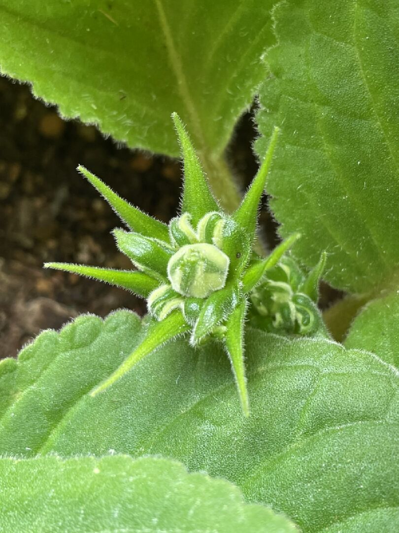 大岩桐花苞變形