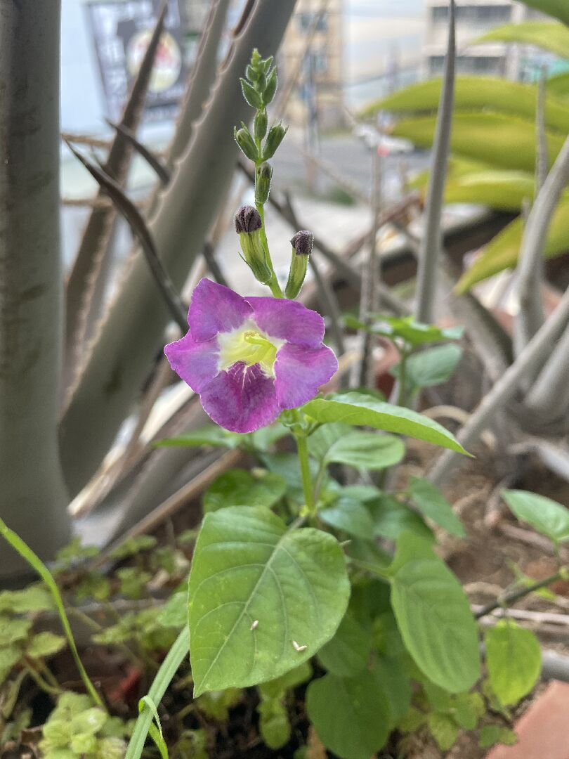 這是什麼草？