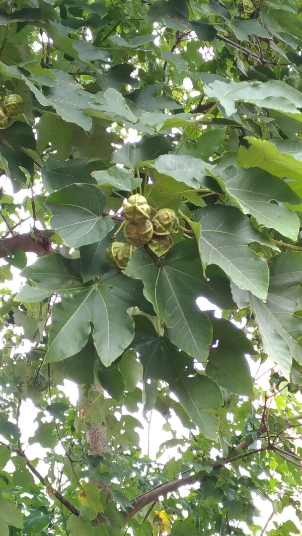 請問植物名