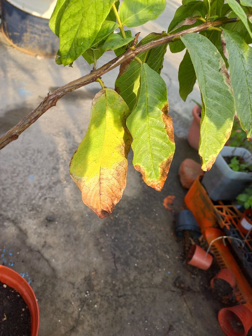 請問植物葉片