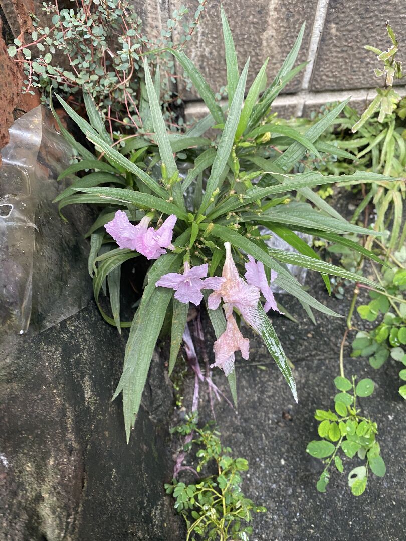 不知名植物求解