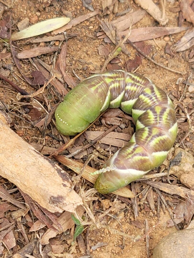 請問這隻是什麼生物的幼蟲?