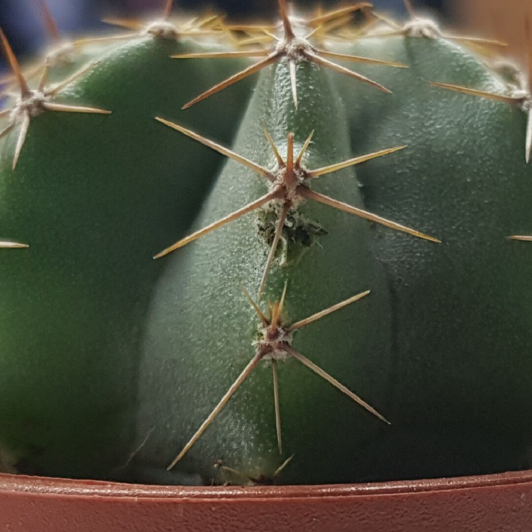 一吋的小仙人掌傷口要怎麼處理？