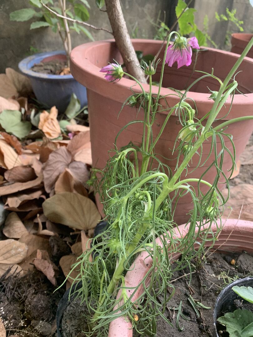 格桑花花開過就垂頭