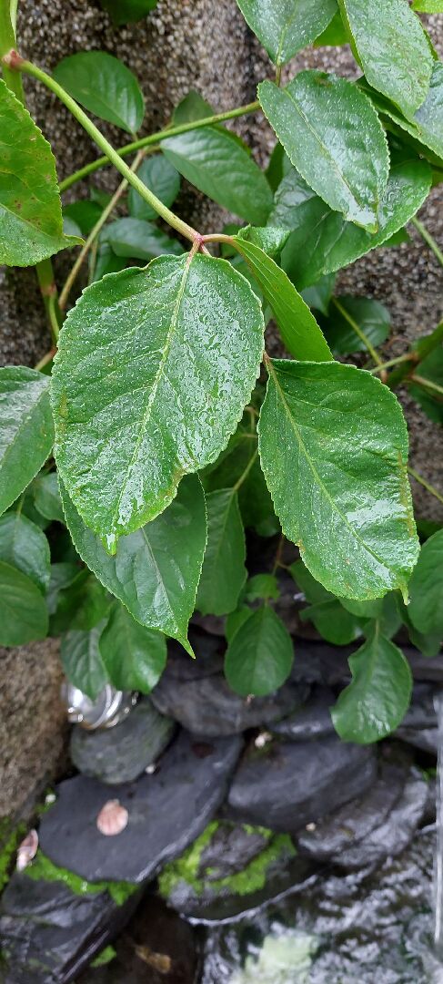 想請問這是甚麼植物