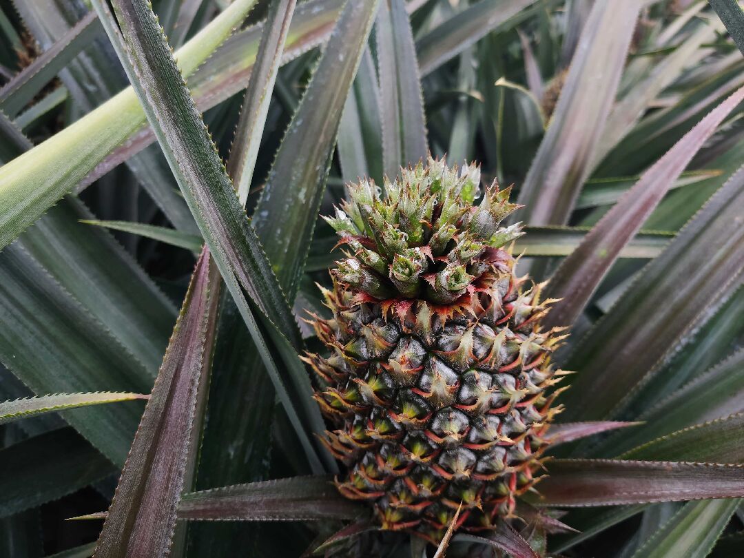 菠蘿頭好恐怖