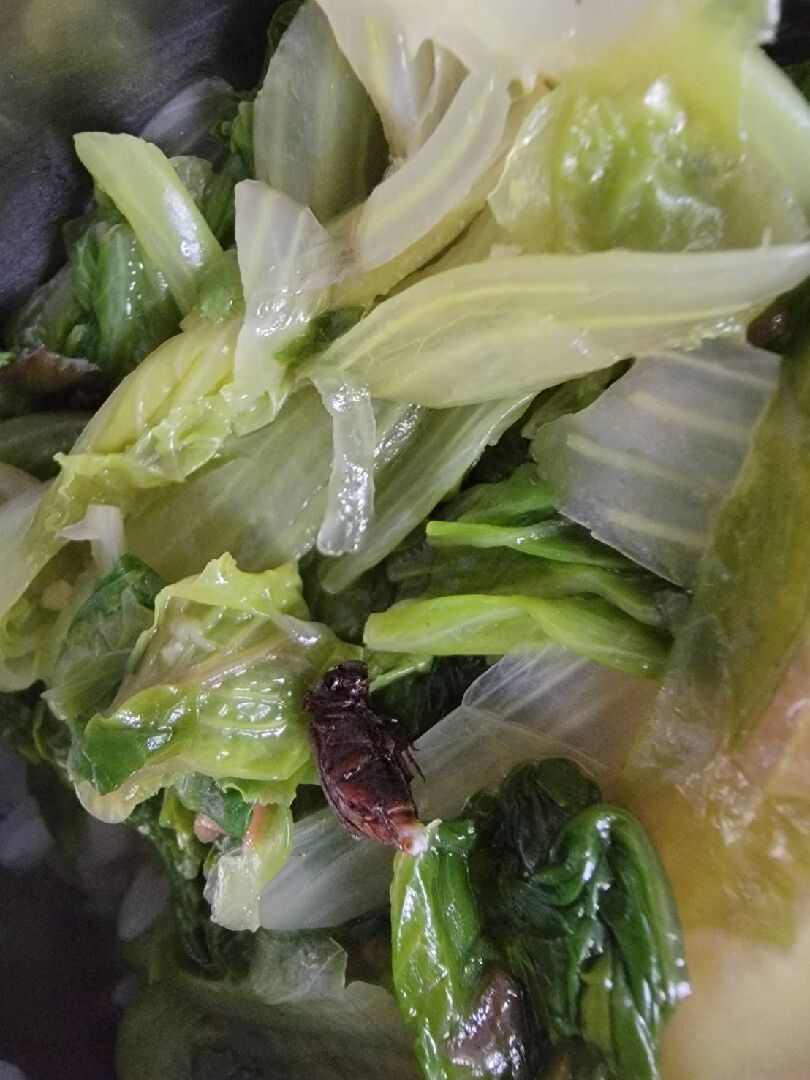 請問這是菜蟲嗎?