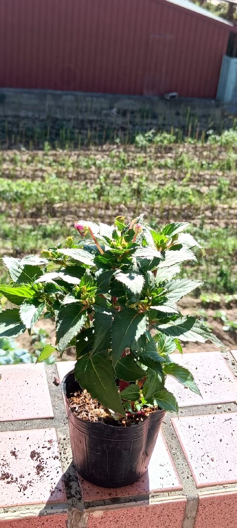 太陽鳳花的葉子軟爛掉