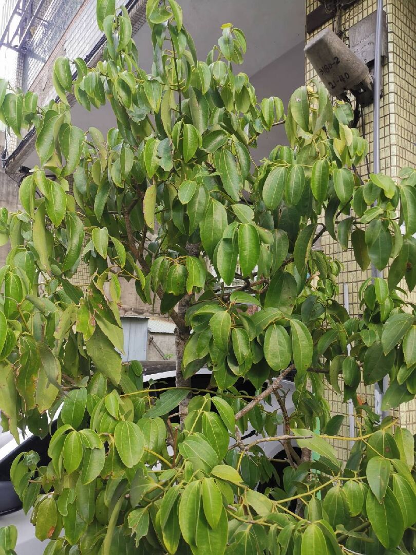 錫蘭肉桂樹病蟲害及養植問題