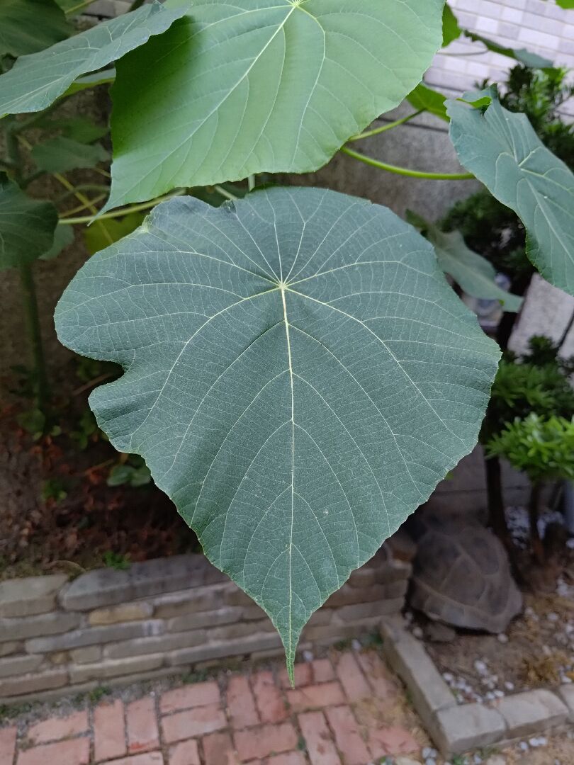 請問這是什麼植物呢