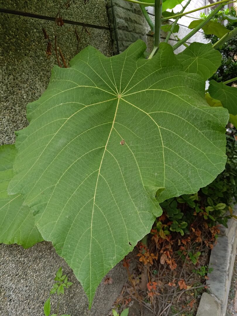 請問這是什麼植物呢