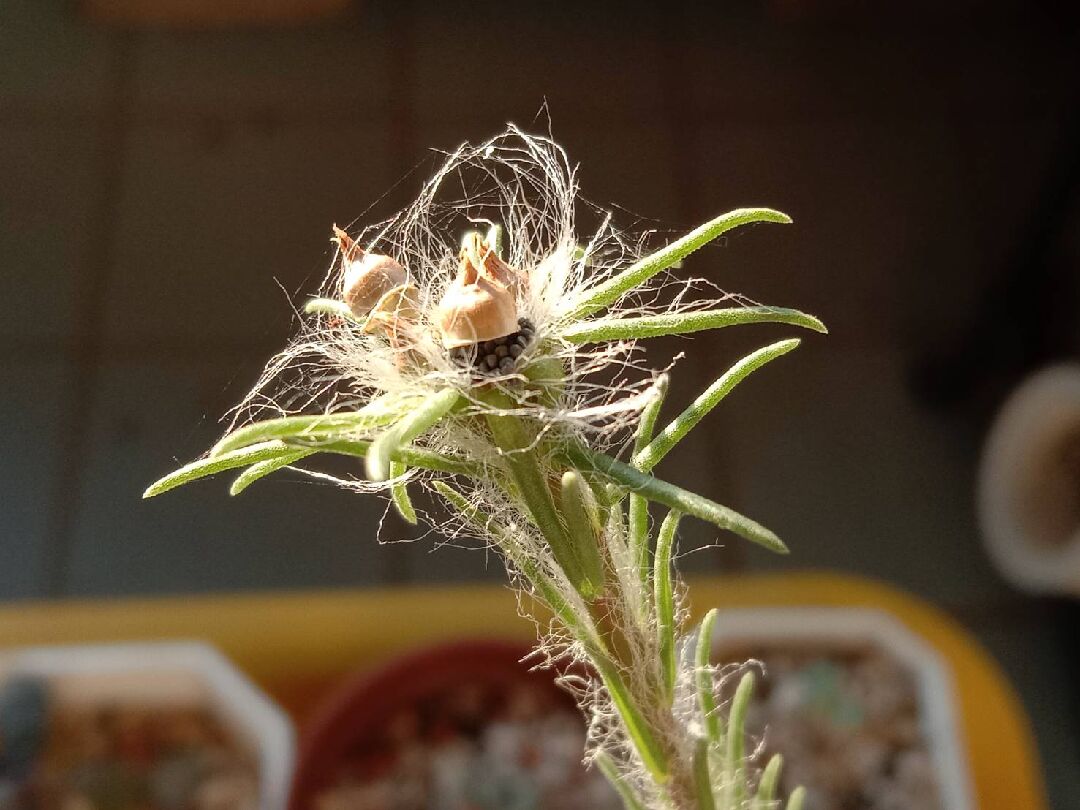 請問這是何種植物