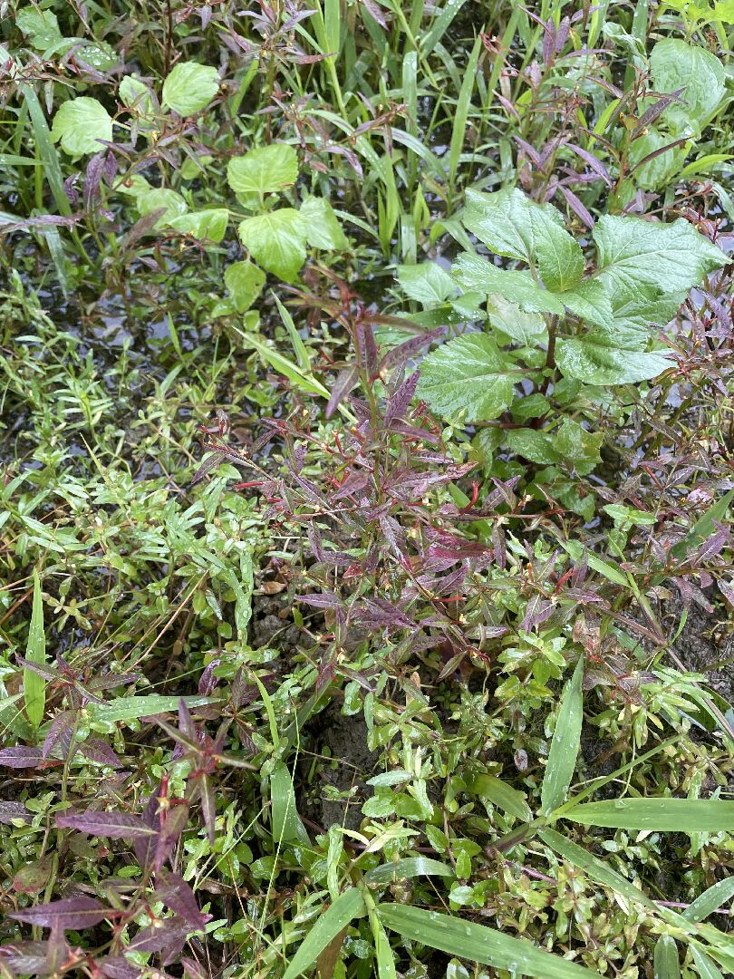 這棵是什麼水草呢