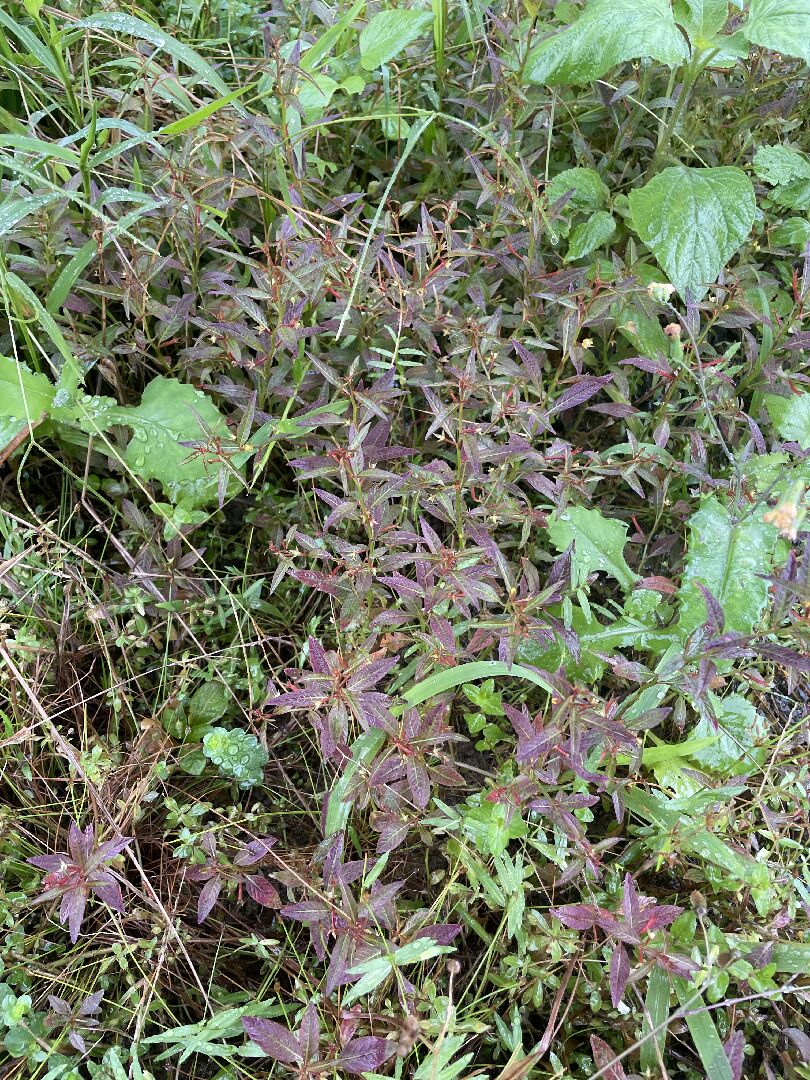 這棵是什麼水草呢