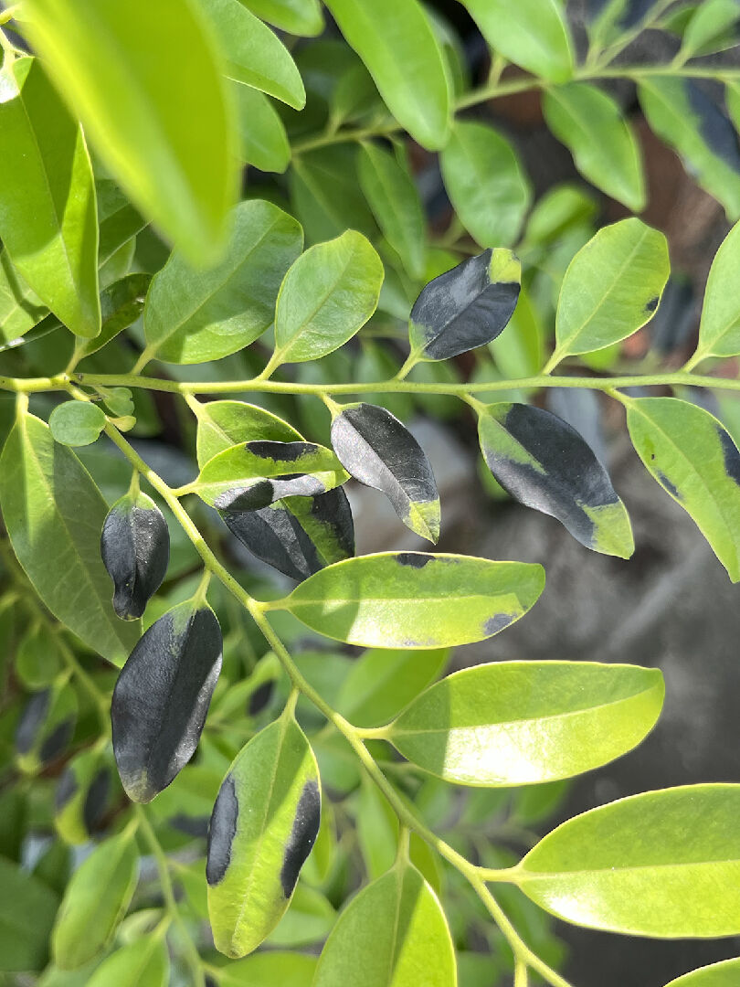 蘭嶼柿葉子突然變黑色了！？