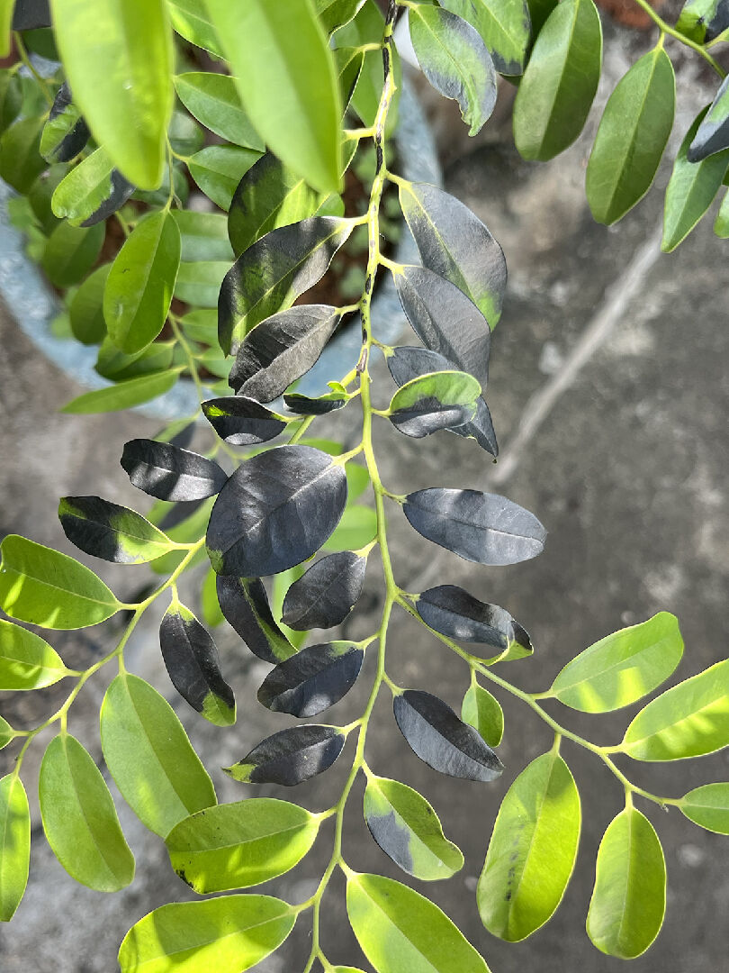 蘭嶼柿葉子突然變黑色了！？