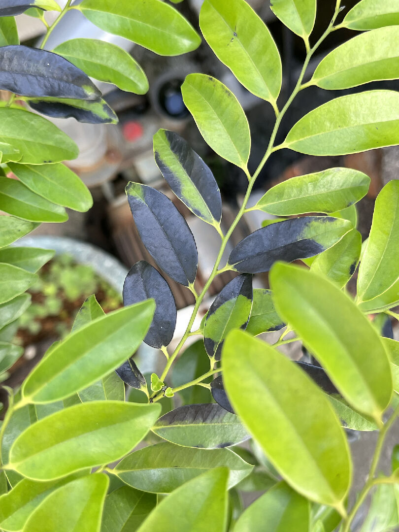 蘭嶼柿葉子突然變黑色了！？