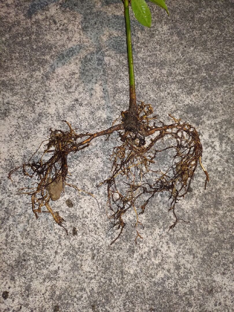 請問這棵牛樟苗是阡插苗還是實生苗