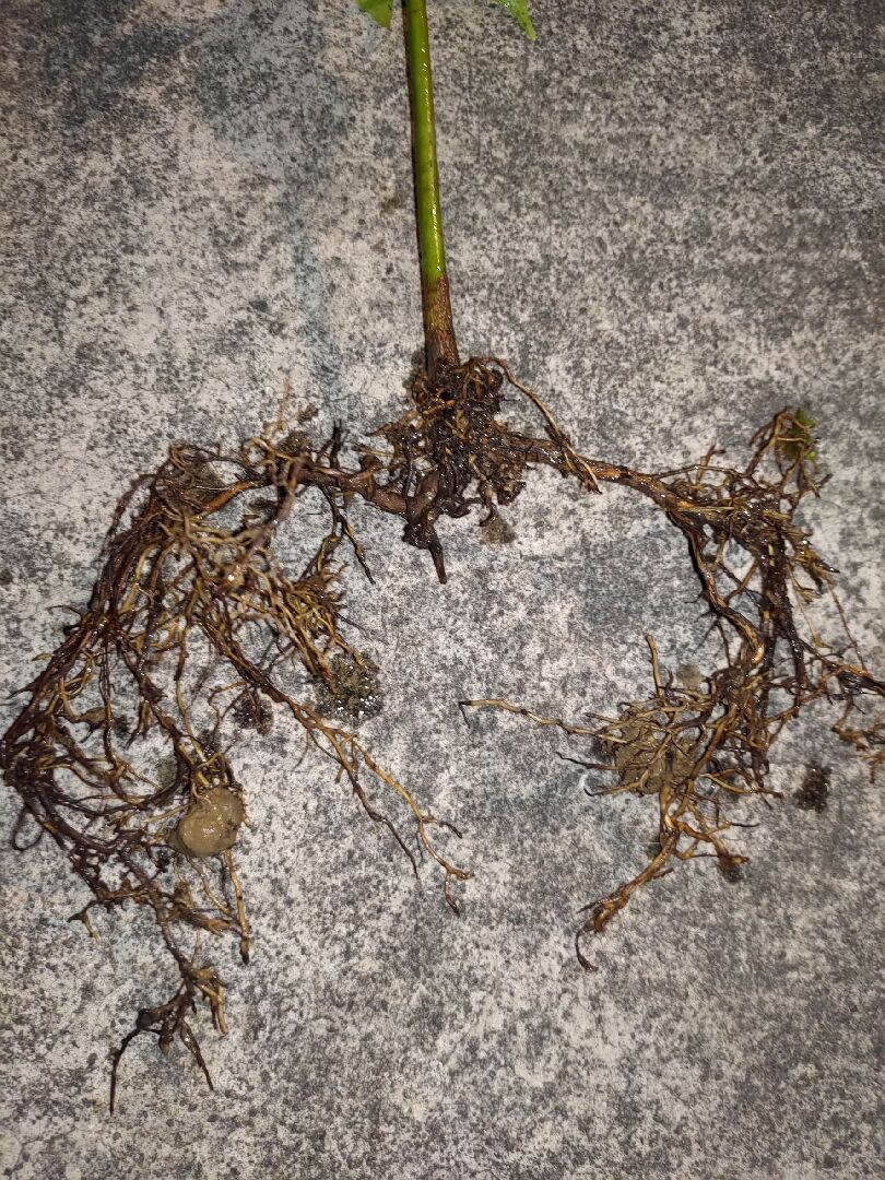 請問這棵牛樟苗是阡插苗還是實生苗