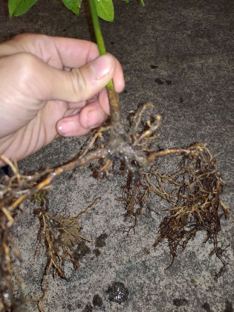 請問這棵牛樟苗是阡插苗還是實生苗