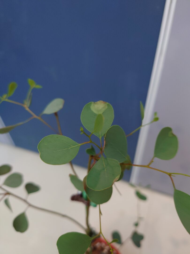 尤加利葉尖顏色變淺並皺縮