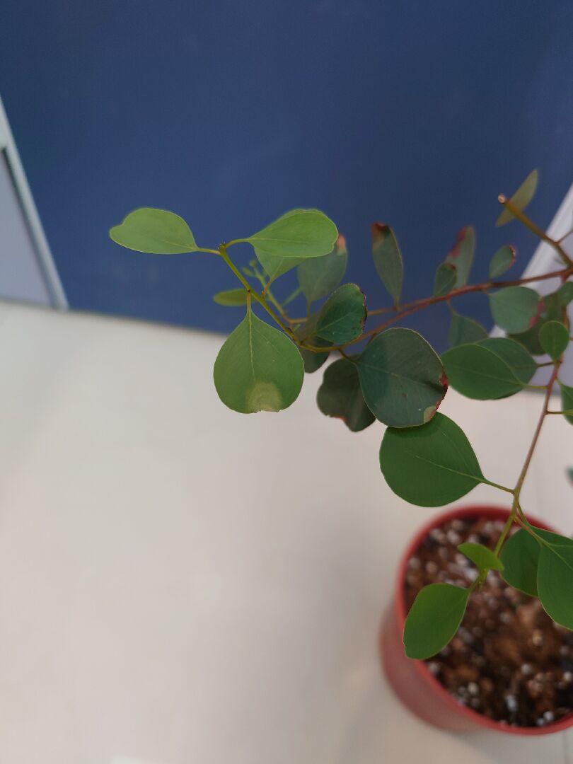 尤加利葉尖顏色變淺並皺縮