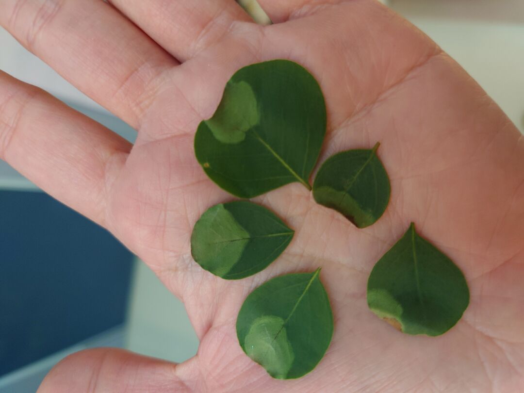 尤加利葉尖顏色變淺並皺縮