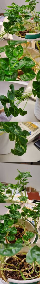 請問這植物正確名稱