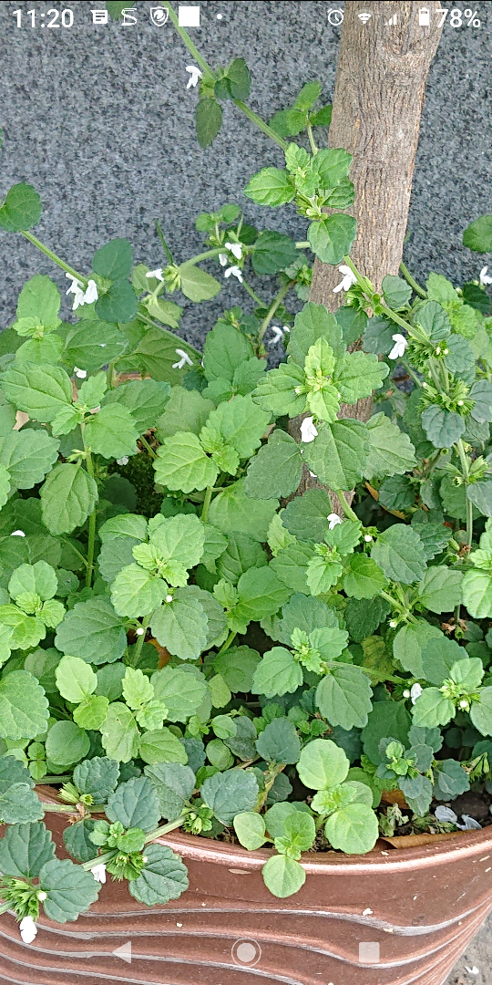 請問此植物是白花益母草嗎？