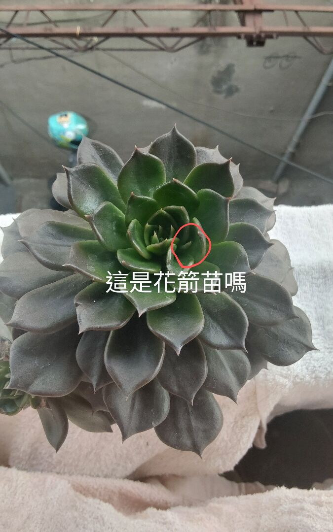 這是黑王子的花箭嗎